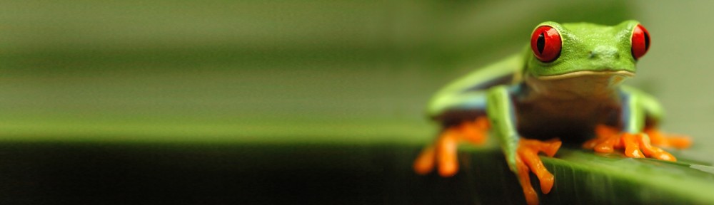 Green Tree Frog, Costa Rica.